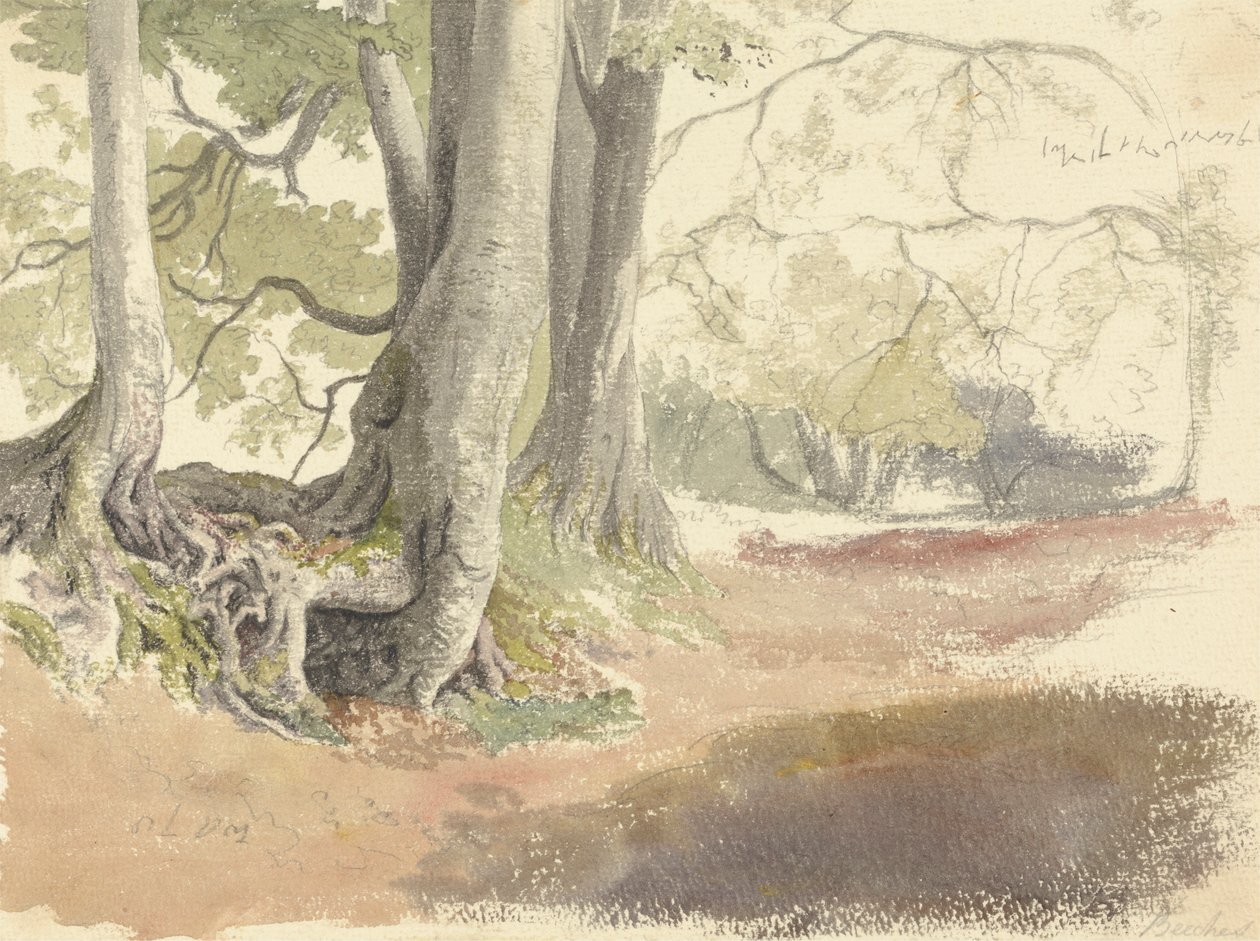 Buchenbäume von Robert Hills
