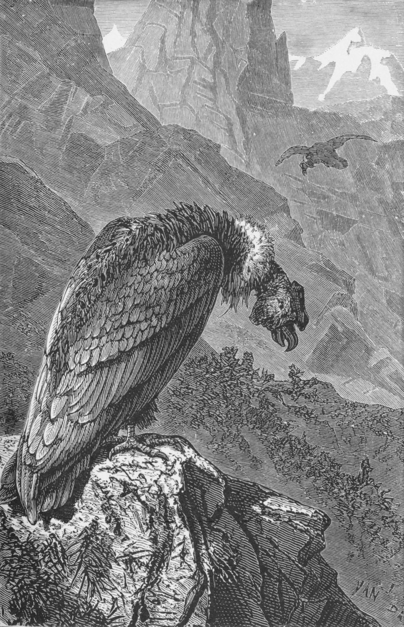 Der Kondor von Robert Taylor Pritchett