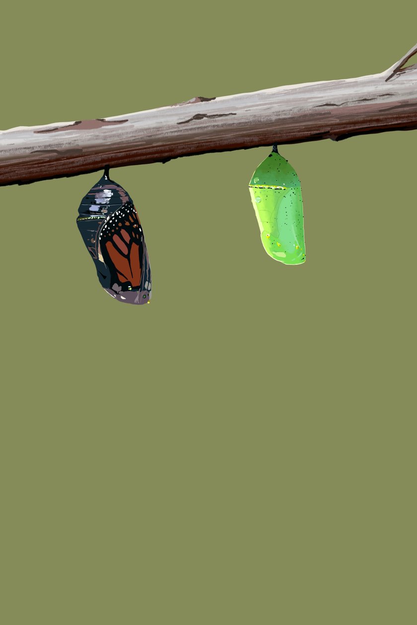 Monarch-Kokons von Roberta Murray