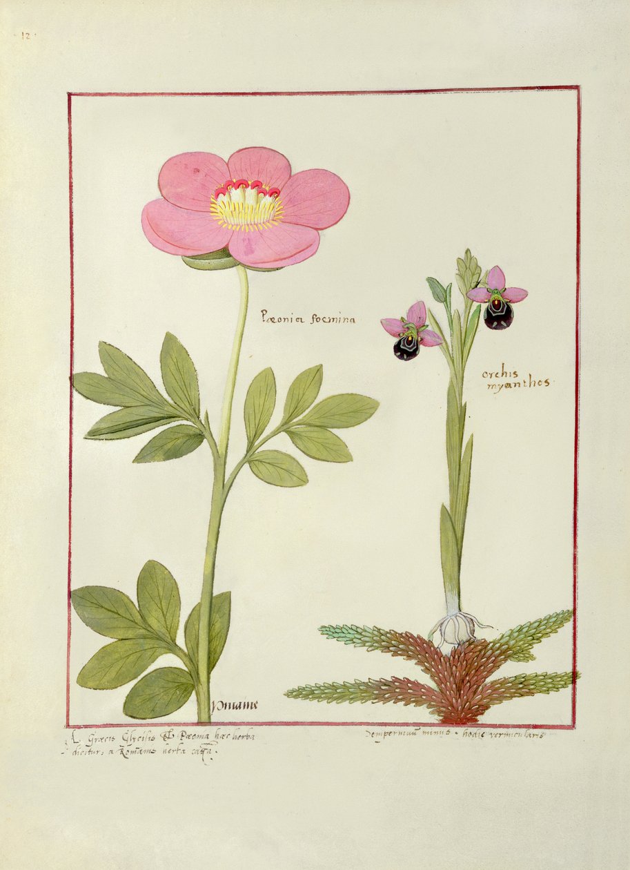 Paeonia oder Pfingstrose und Orchis myanthos, Illustration aus 