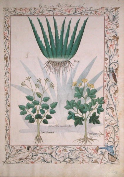Ms Fr. Fv VI #1 fol.112 Aloe und Apio, Illustration aus Das Buch der einfachen Heilmittel von Matthaeus Platearius (gest. ca. 1161) um 1470 von Robinet Testard