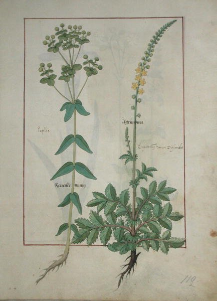 Ms Fr. Fv VI #1 fol.115 Reveille Matin und Agrimonia, Illustration aus Das Buch der einfachen Heilmittel von Matthaeus Platearius (gest. ca. 1161) um 1470 von Robinet Testard