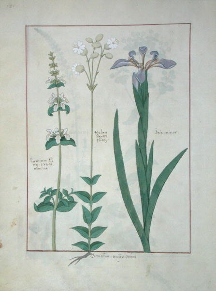 Ms Fr. Fv VI #1 fol.115v Lamium Album oder Weiße Taubnessel, Melandryon und Iris Minor, Illustration aus Das Buch der einfachen Heilmittel von Matthaeus Platearius (gest. ca. 1161) um 1470 von Robinet Testard