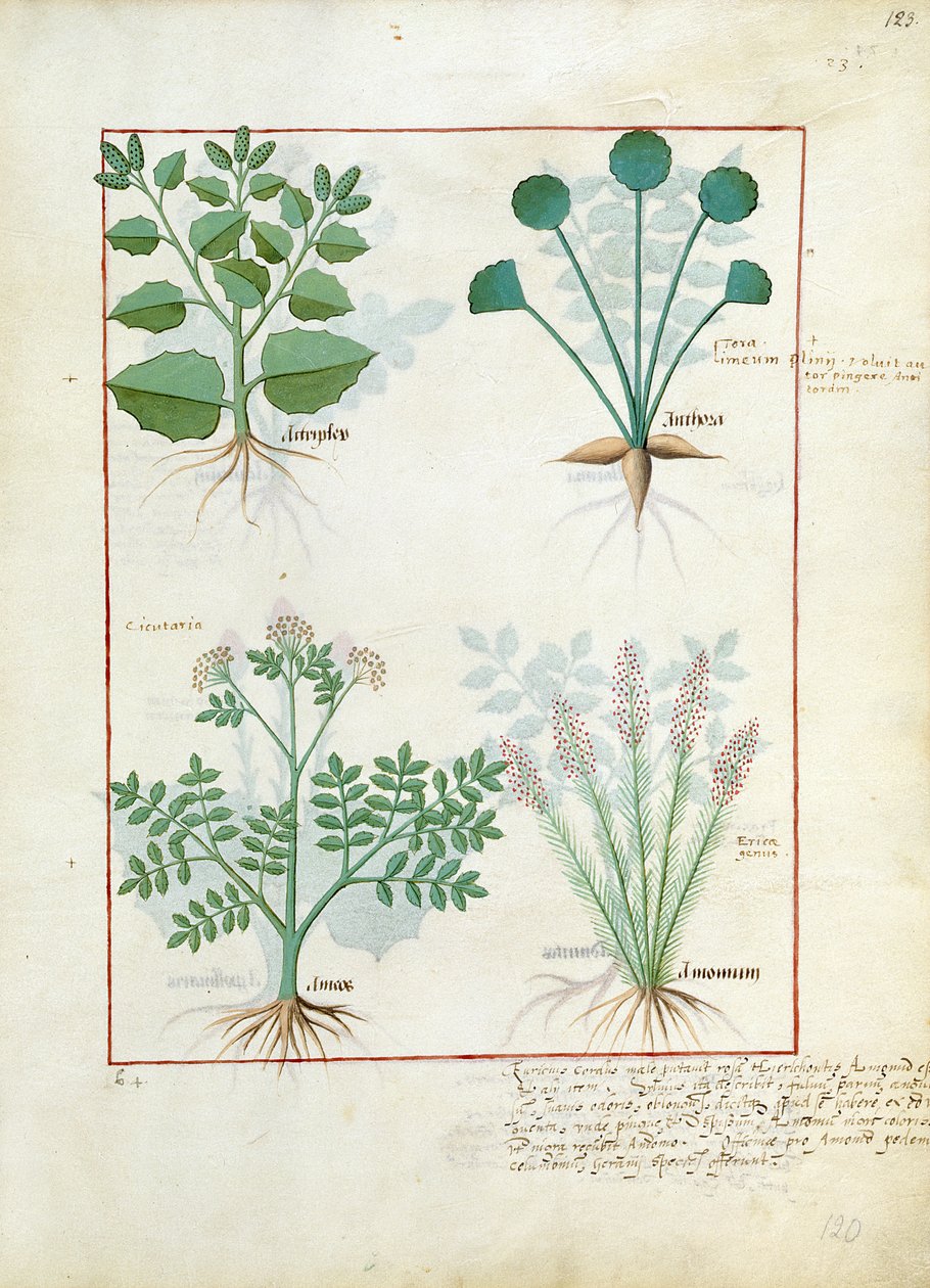 Salzstrauch und Anthora. Untere Reihe: Absinthium und Kardamom, Illustration aus dem Einfachen Buch der Medizin von Mattheaus Platearius 123r von Robinet Testard