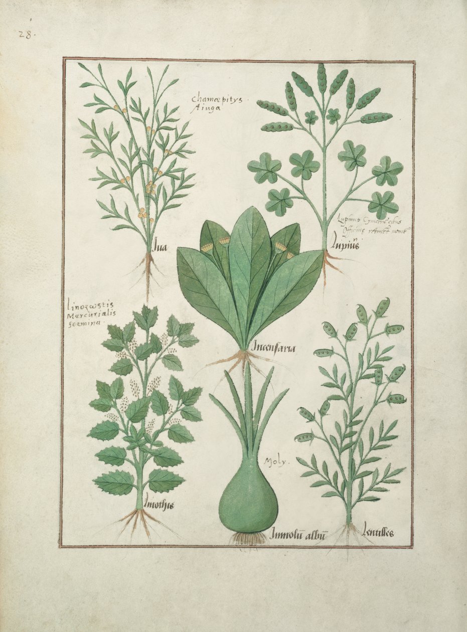 Gelbe Bugle, Incensaria und Lupius oben, Hundsquecke, Lilienlauch und Linsen unten, Illustration aus Das Buch der einfachen Heilmittel von Matteaus Platearius von Robinet Testard