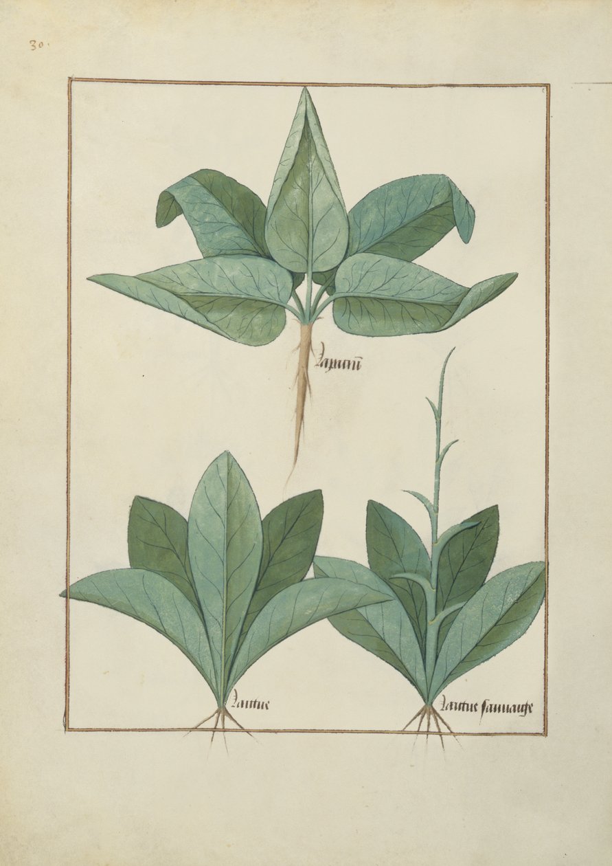 Illustration aus dem Buch der einfachen Heilmittel von Mattheaus Platearius (gest. um 1161) c.1470 von Robinet Testard