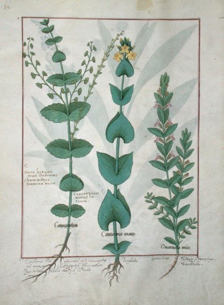 Chamaedrys, Gemeine Tausendgüldenkraut und Gamander, Illustration aus Das Buch der einfachen Heilmittel von Mattheaus Platearius von Robinet Testard