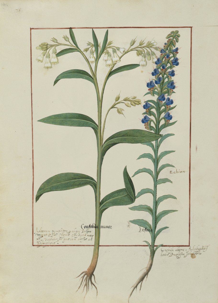 Illustration aus dem Buch der einfachen Heilmittel von Mattheaus Platearius (gest. um 1161) c.1470 von Robinet Testard