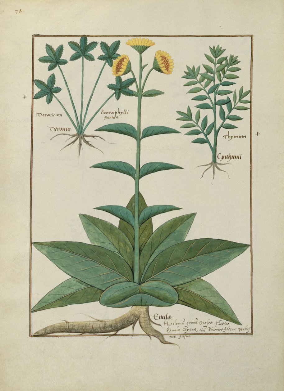 Illustration aus dem Buch der einfachen Heilmittel von Mattheaus Platearius (gest. um 1161) c.1470 von Robinet Testard