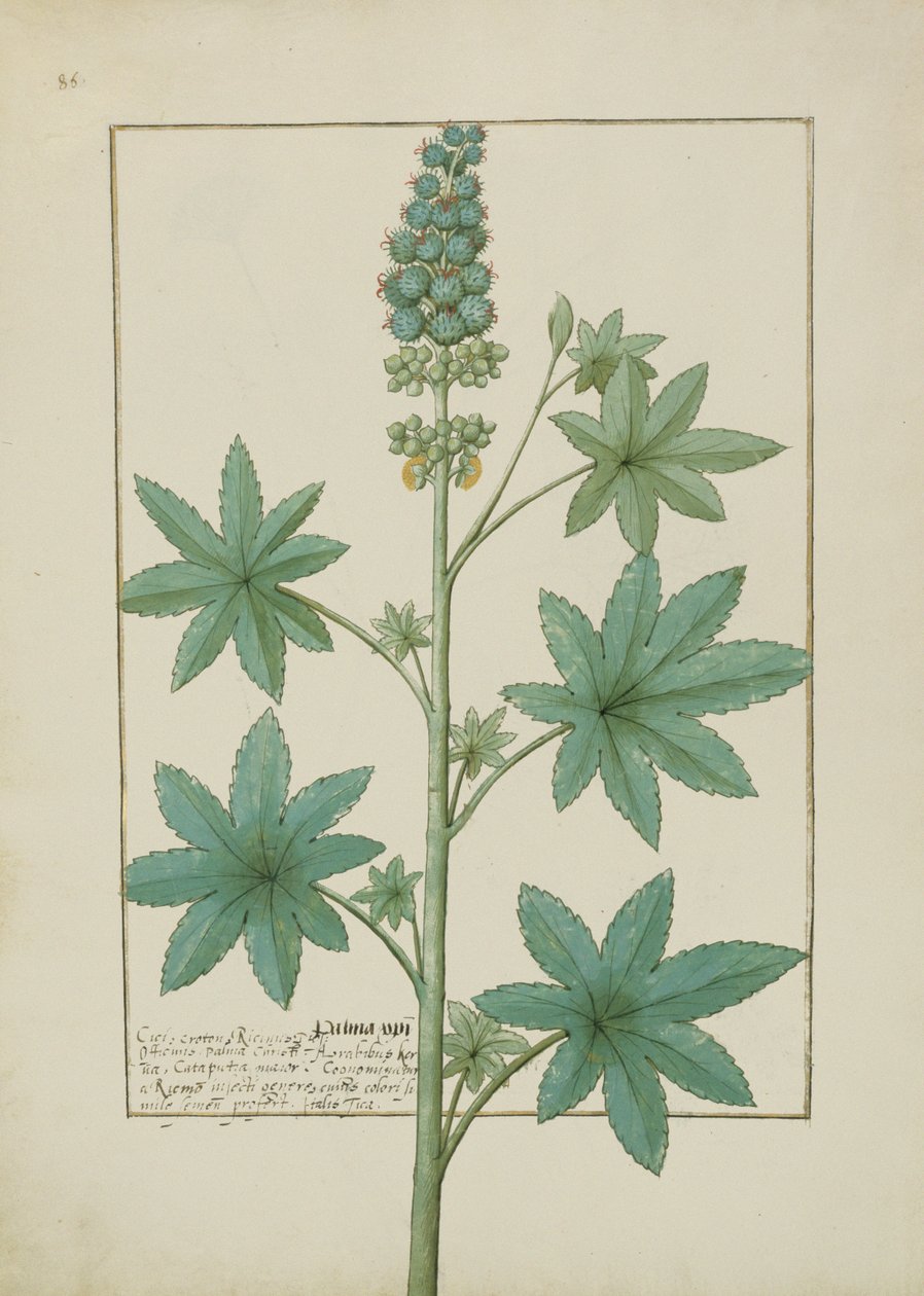 Illustration aus dem Buch der einfachen Heilmittel von Mattheaus Platearius (gest. um 1161) c.1470 von Robinet Testard