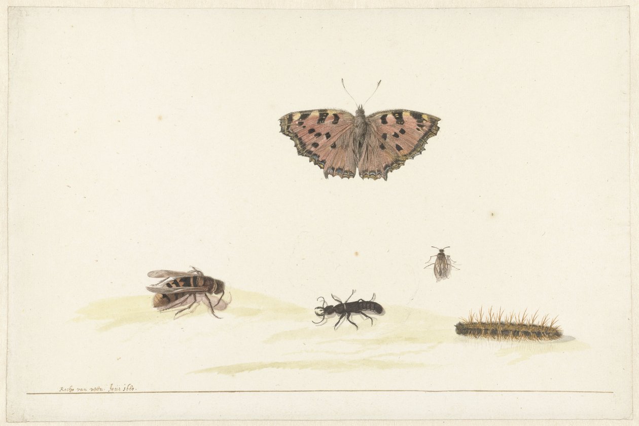 Studienblatt mit verschiedenen Insekten von Rochus van Veen