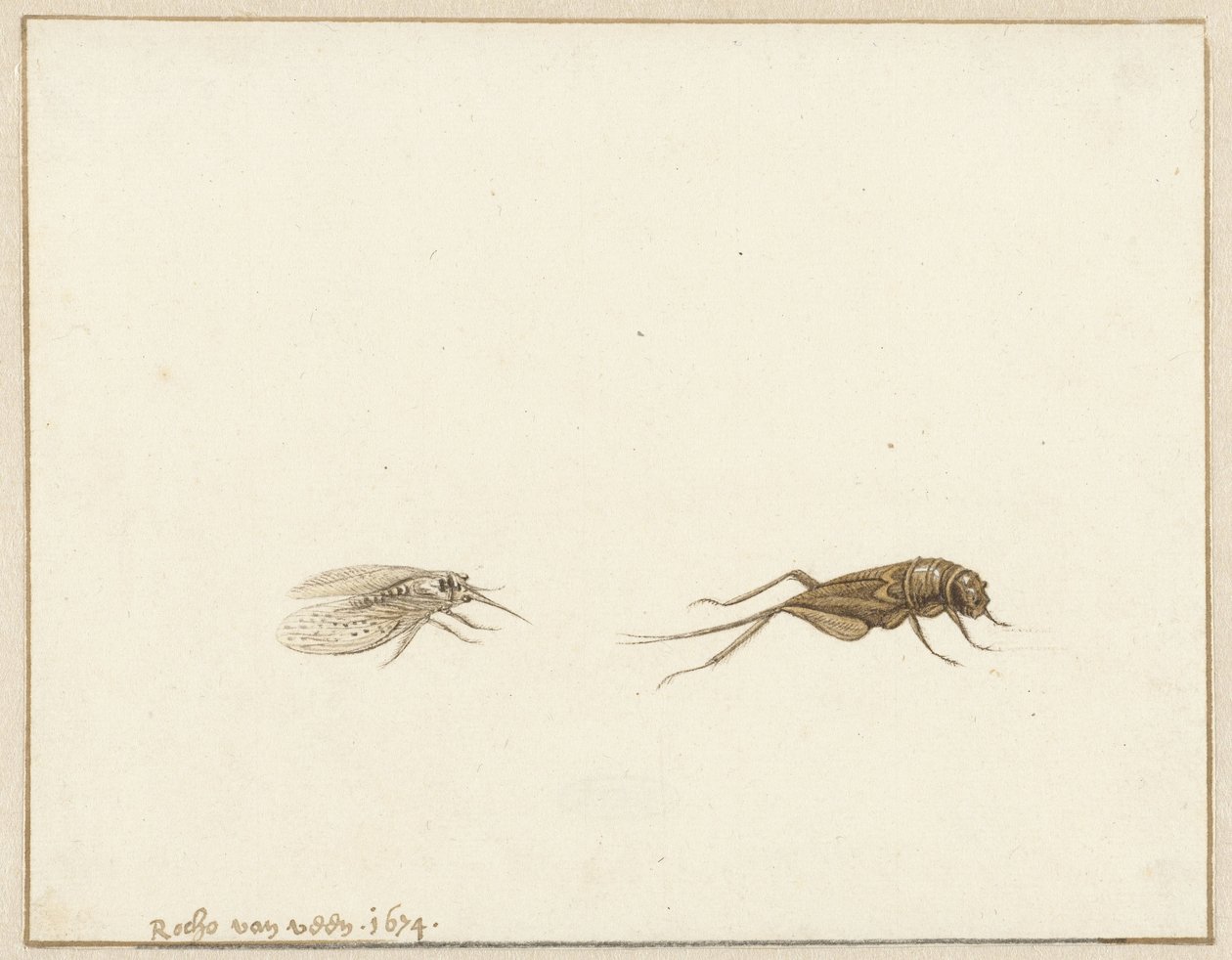 Zwei Insekten von Rochus van Veen