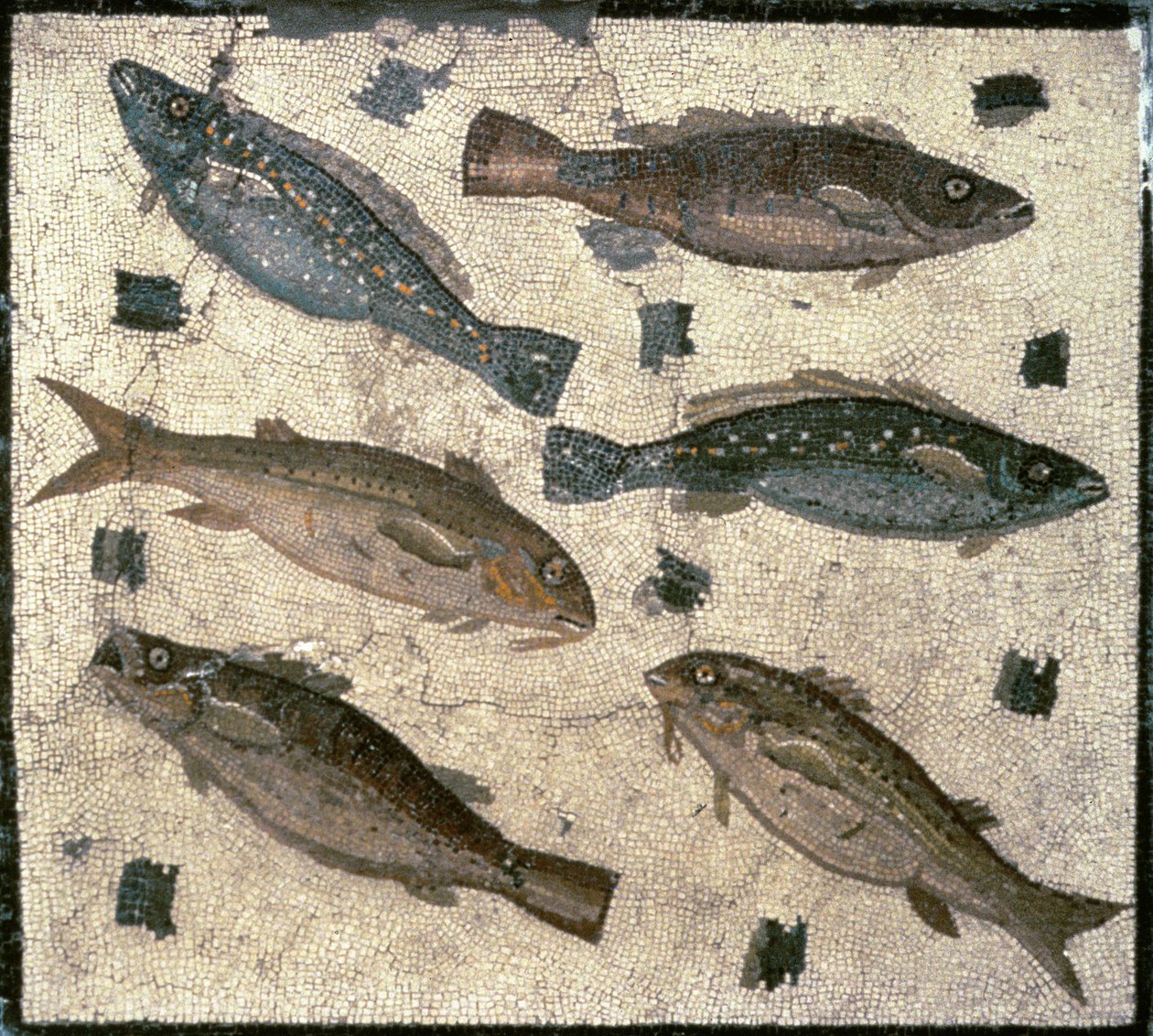 Fische von Roman