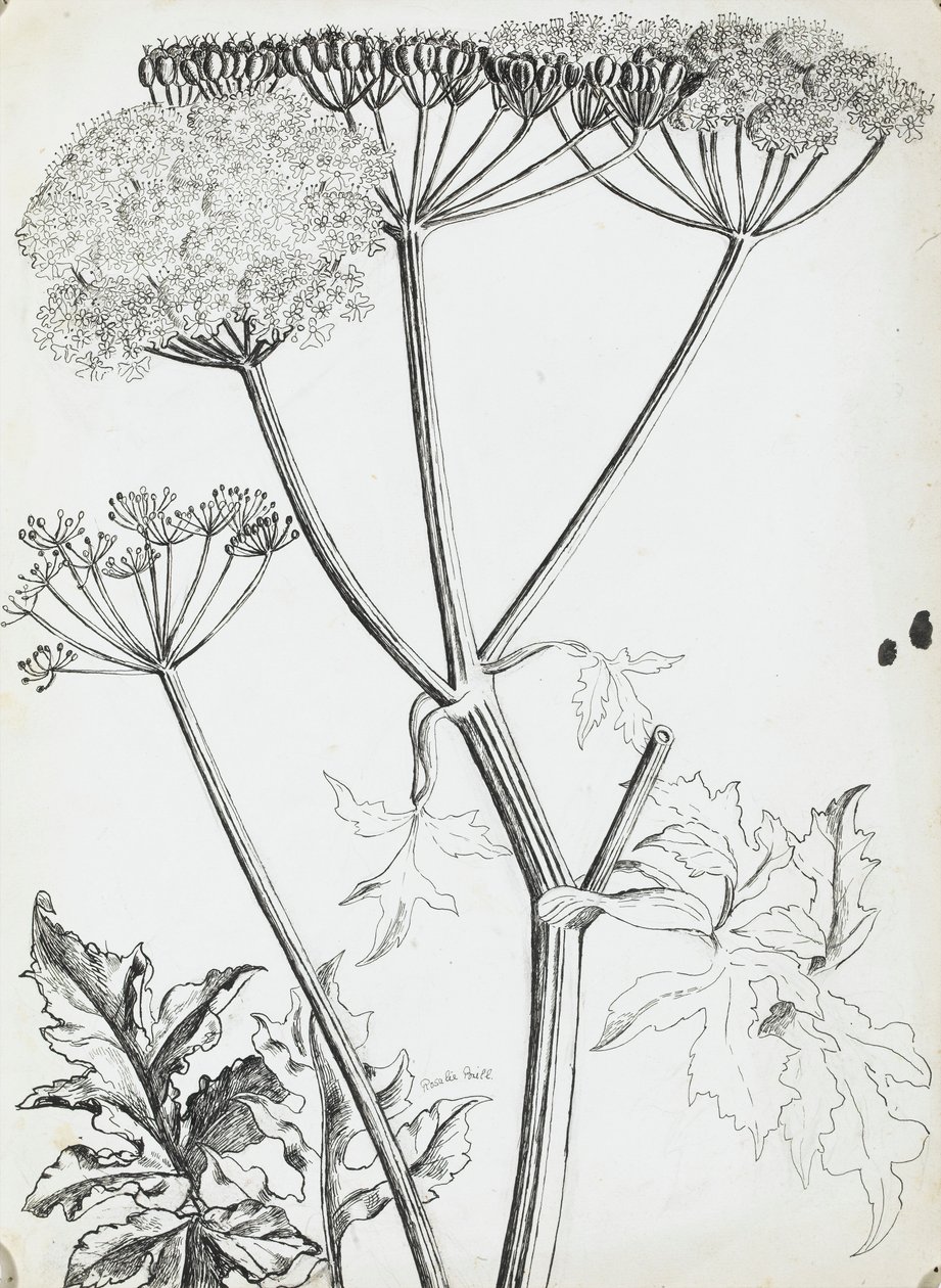 Wiesenkerbel von Rosalie Brill