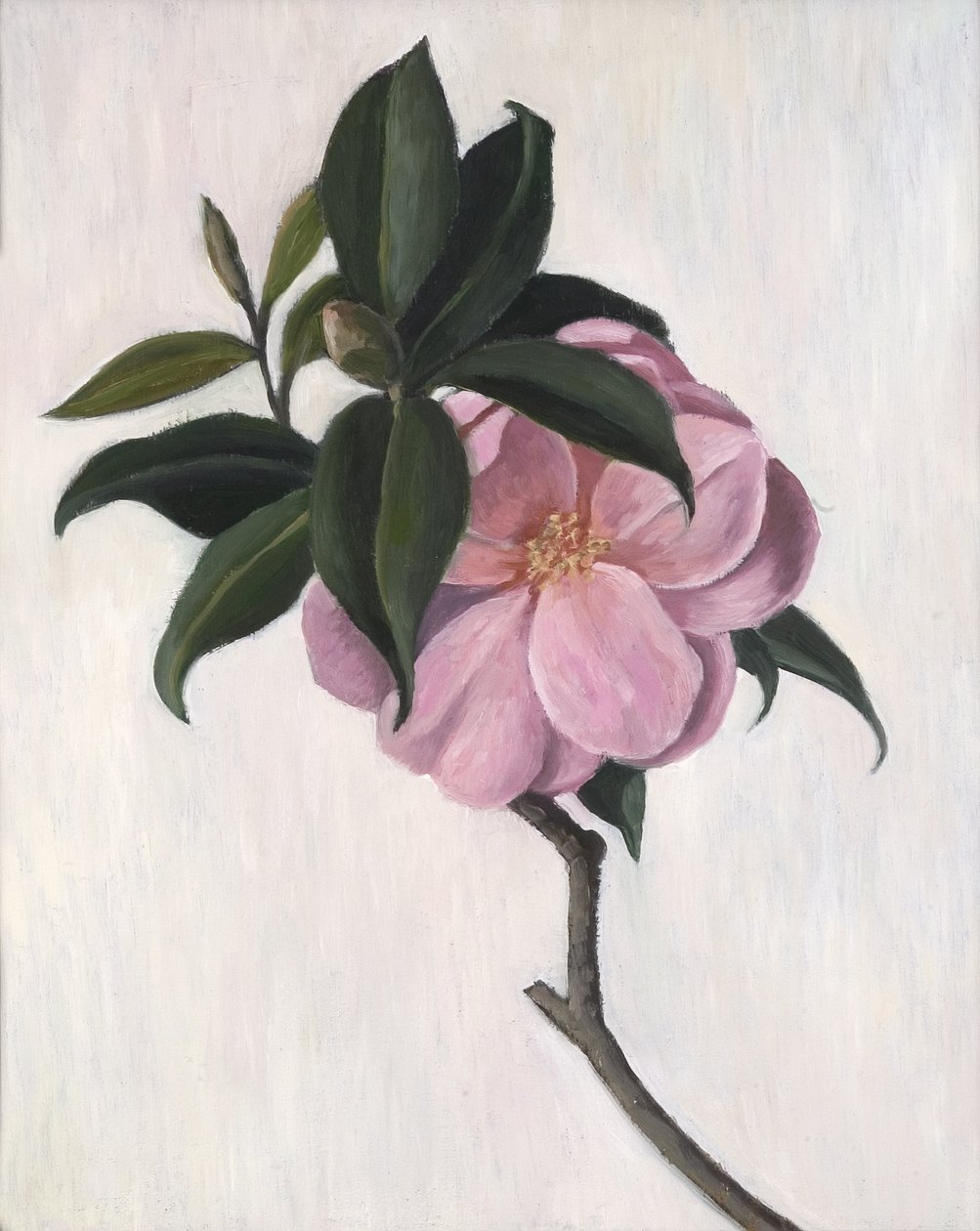 Kamelie, 1998 von Ruth Addinall