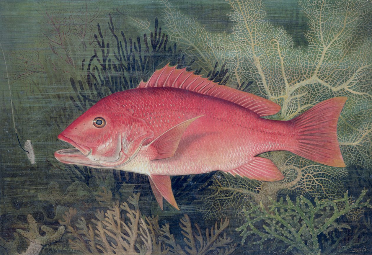 Roter Schnapper, aus 