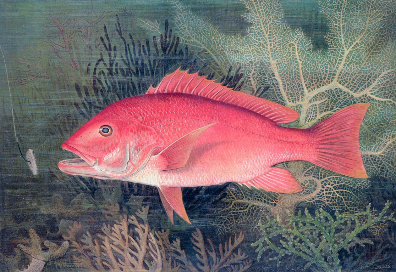Roter Schnapper, 1878 von SA Kilourne