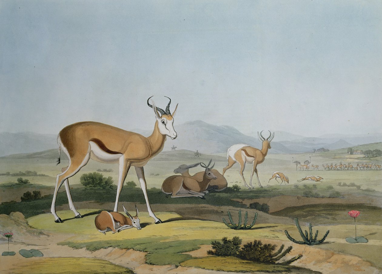 Der Springbock oder springende Antilope, Tafel 18 aus 