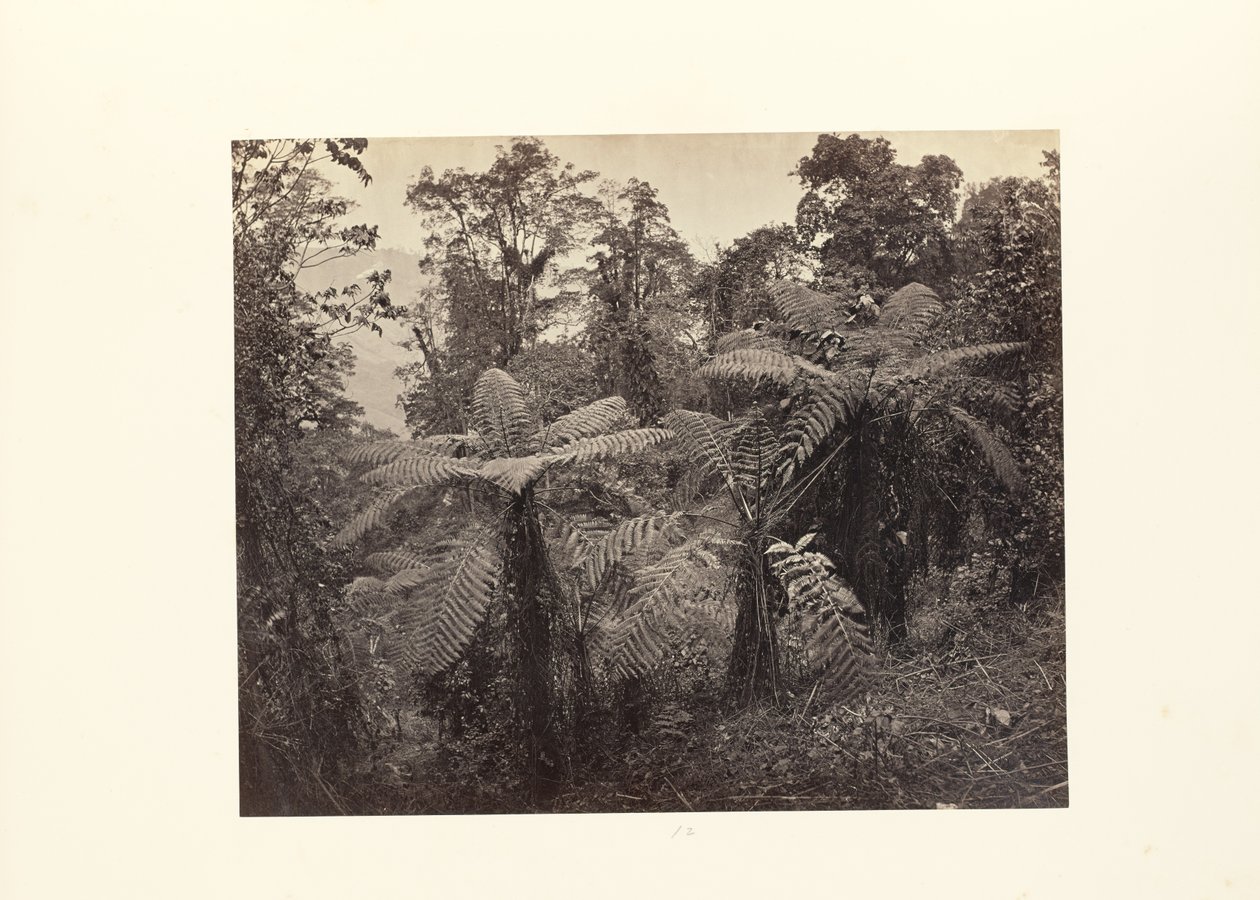 Darjeeling; Gruppe von Baumfarnen in Lebong von Samuel Bourne