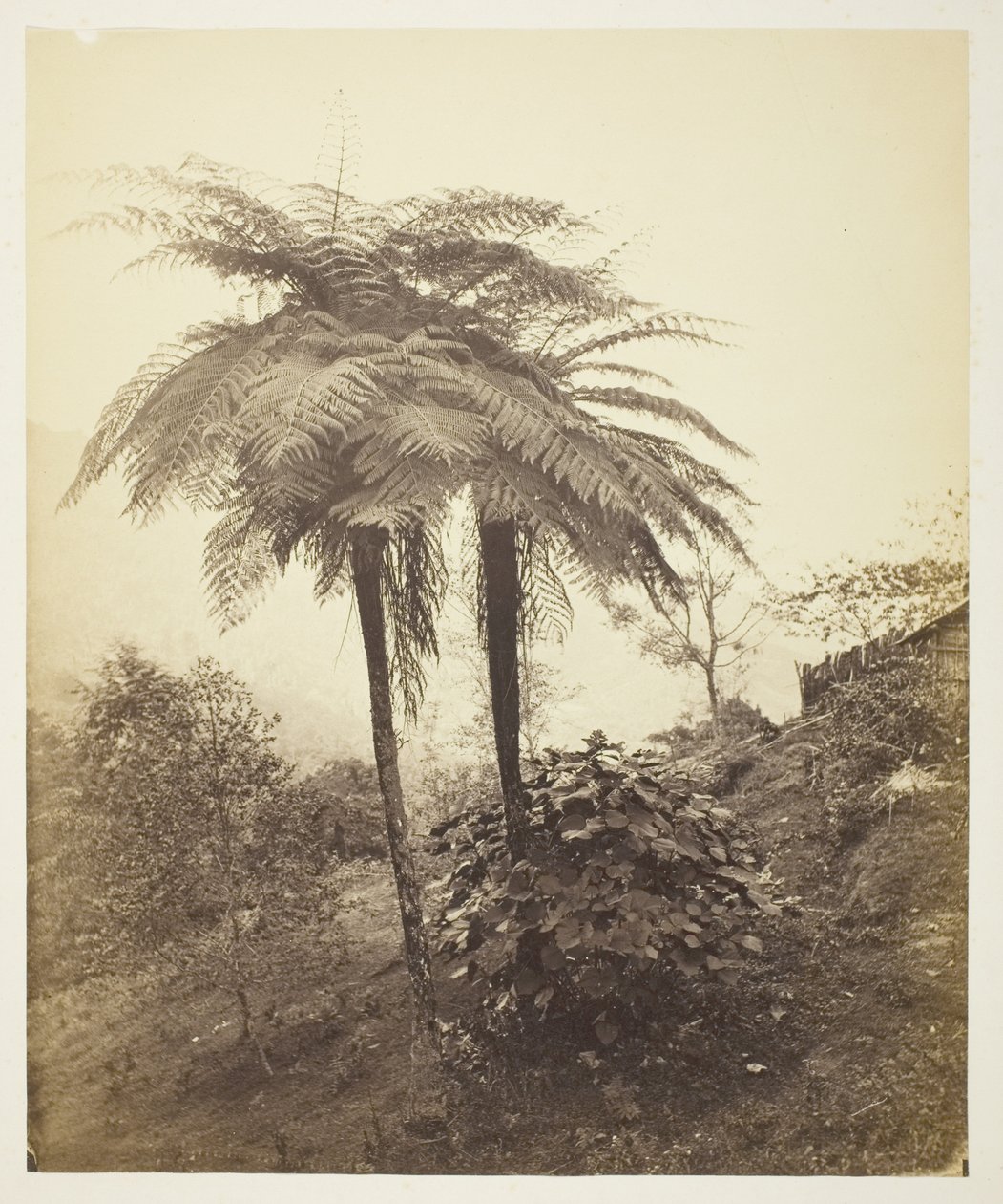 Der Baumfarn, Preisfoto von Samuel Bourne