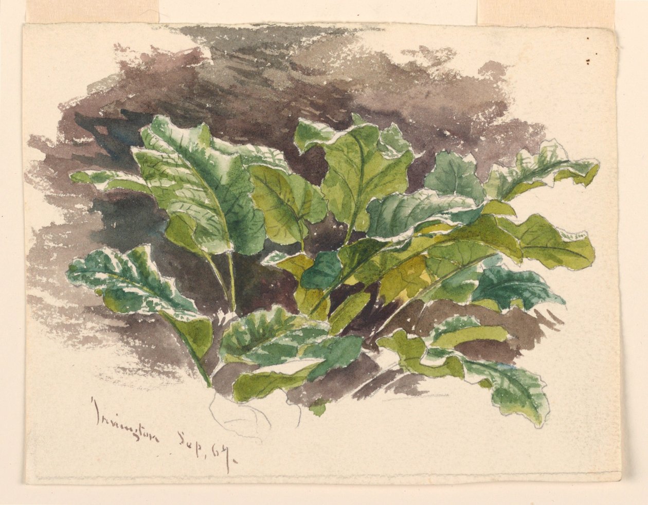 Botanische Studie von Samuel Colman