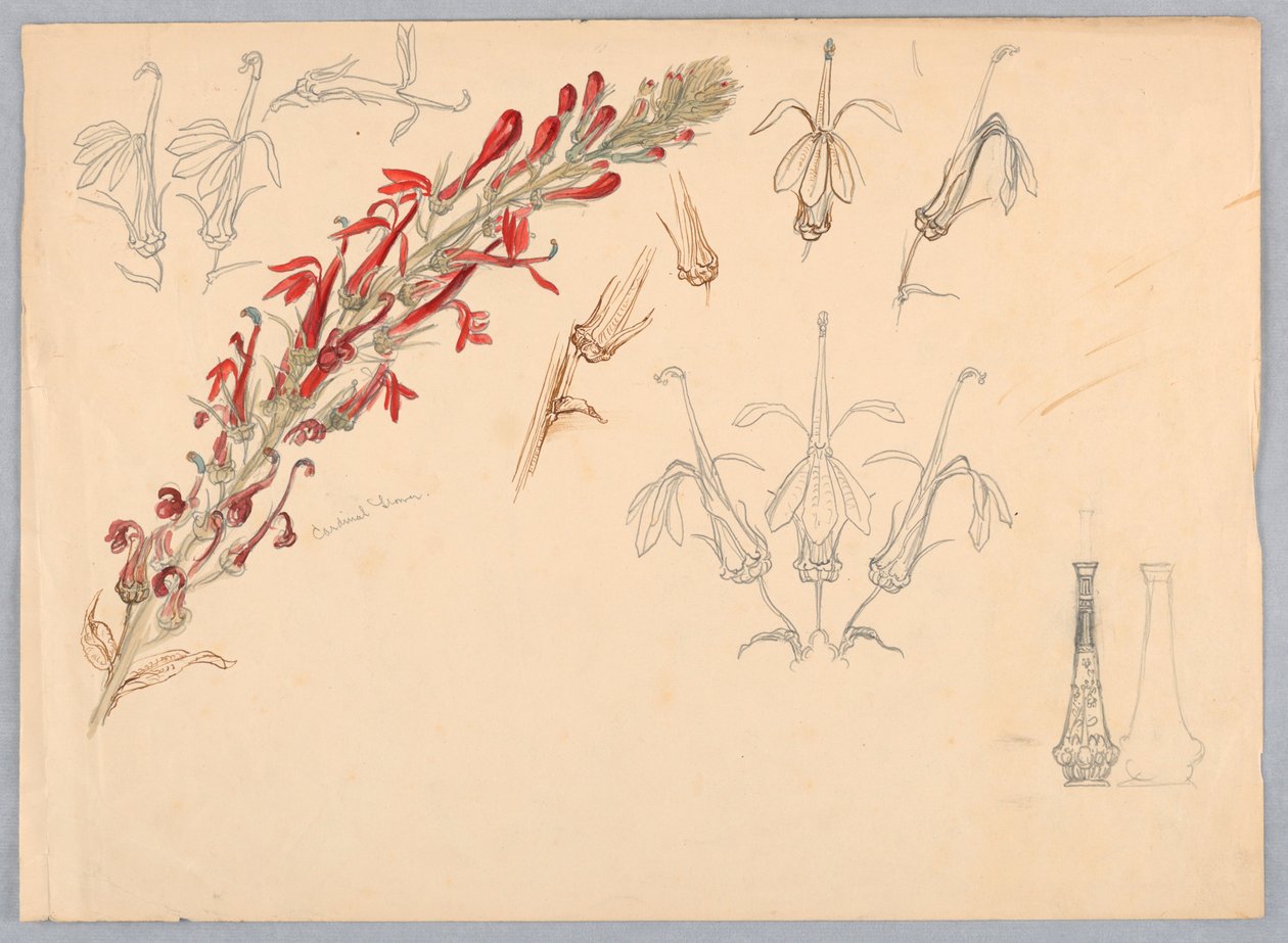 Kardinalsblume von Samuel Colman