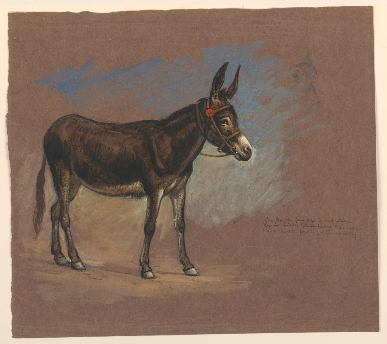Zeichnung, Studie. Ein Maultier, 1872–75 von Samuel Colman