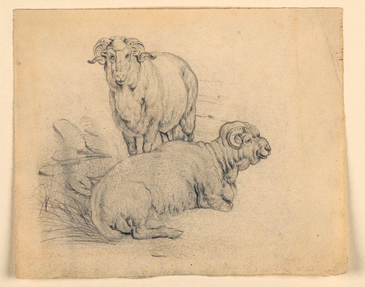 Studie. Zwei Widder., ca. 1850 von Samuel Colman