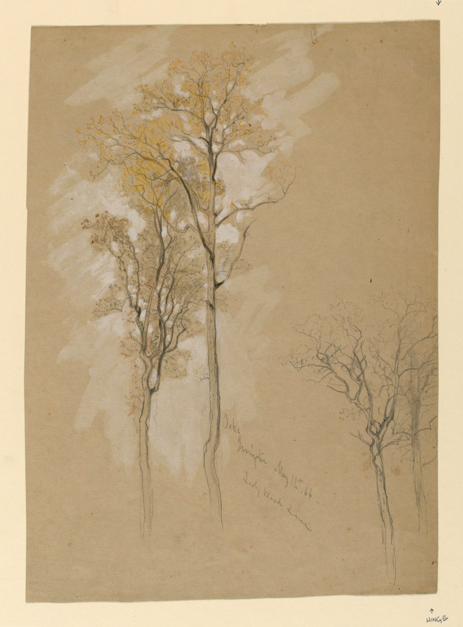 Eichen, Lady Wood Lane, Irvington von Samuel Colman