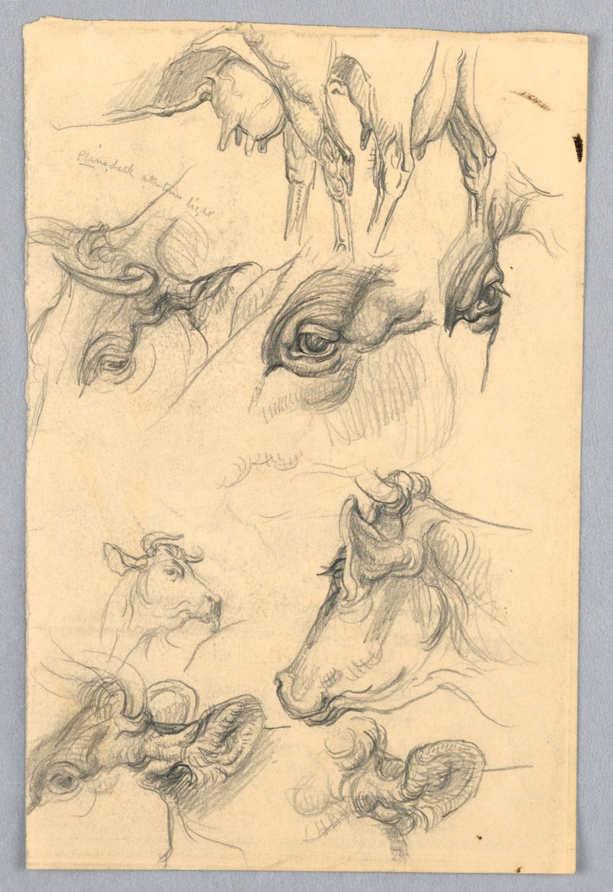 Studien von Kühen von Samuel Colman