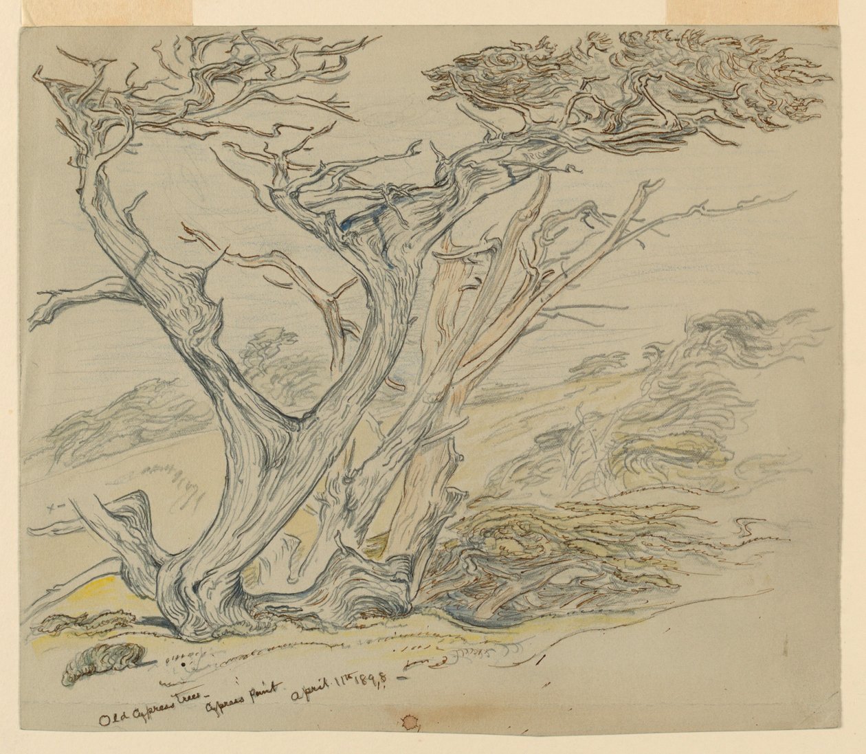 Studie alter Zypressen, Cypress Point von Samuel Colman