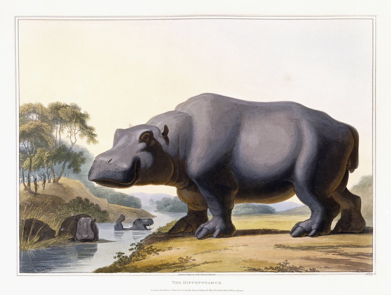 Das Nilpferd, 1804 von Samuel Daniell