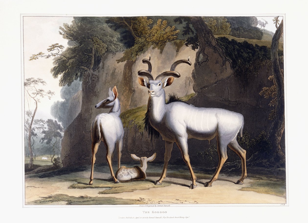 Der Kudu von Samuel Daniell