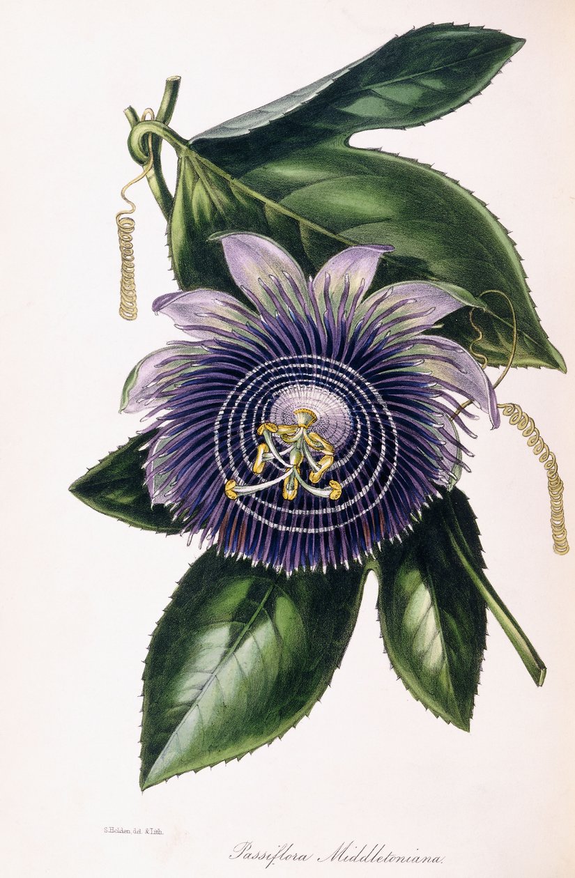 Passiflora Middletoniana, ca. 1834-1849 von Samuel Holden