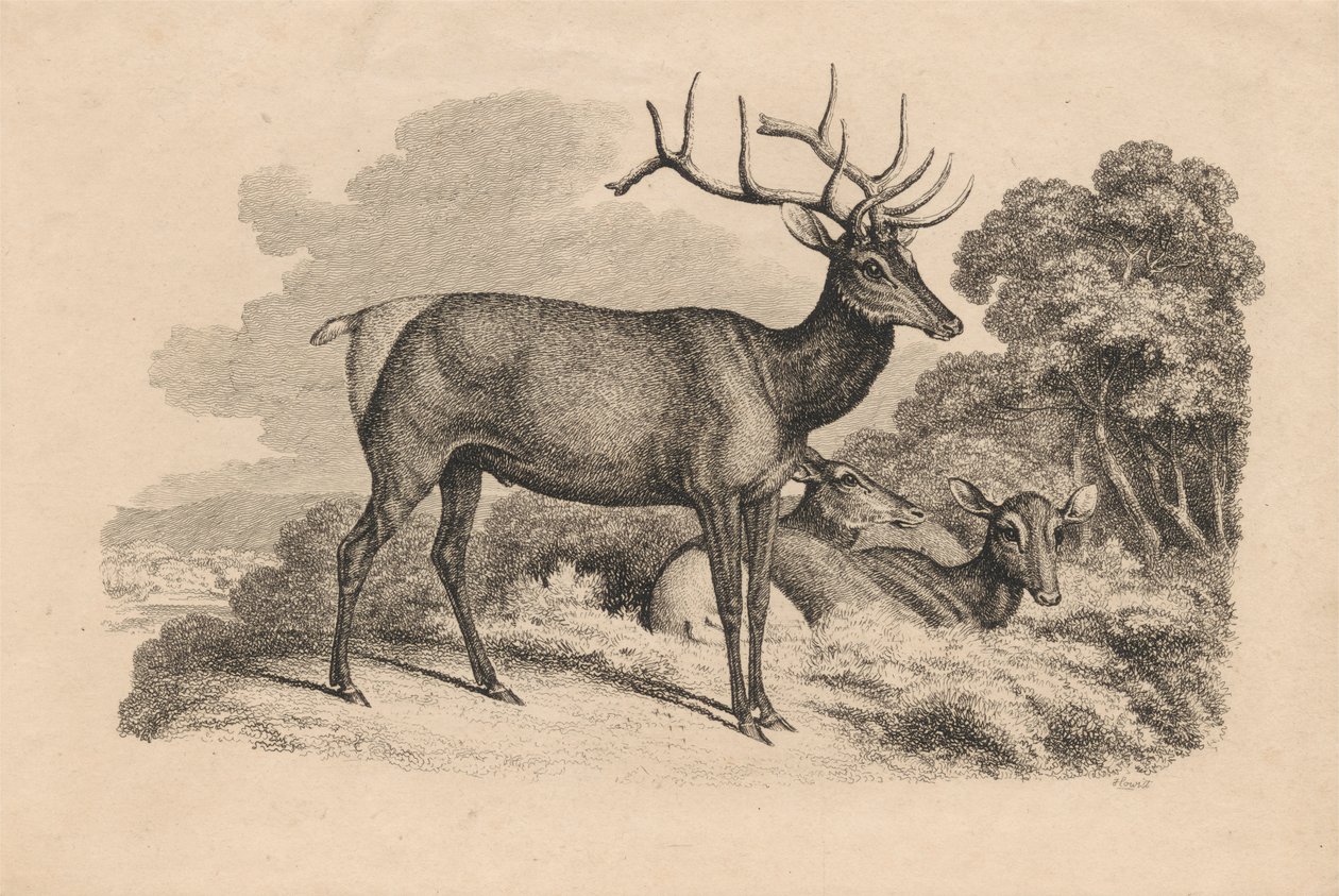 Ein Bock und zwei Rehe von Samuel Howitt