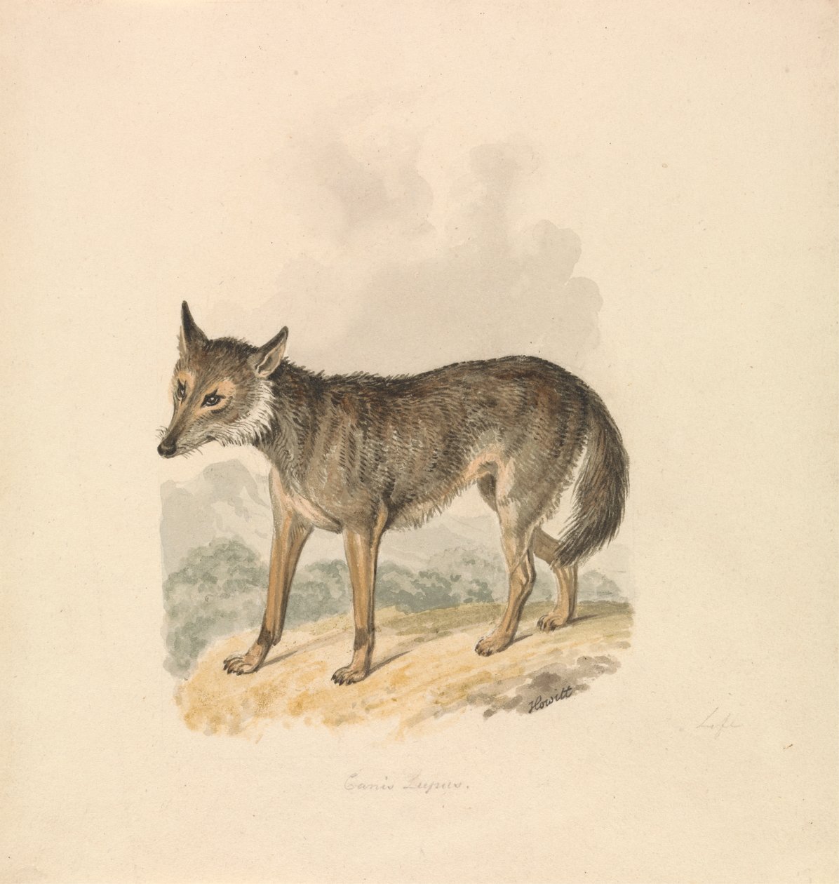 Canis Lupus, oder Grauer Wolf von Samuel Howitt