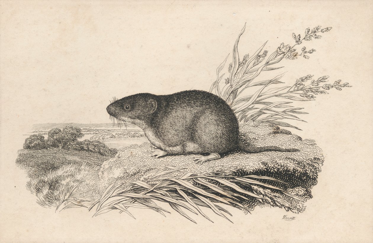 Bisamratte von Samuel Howitt