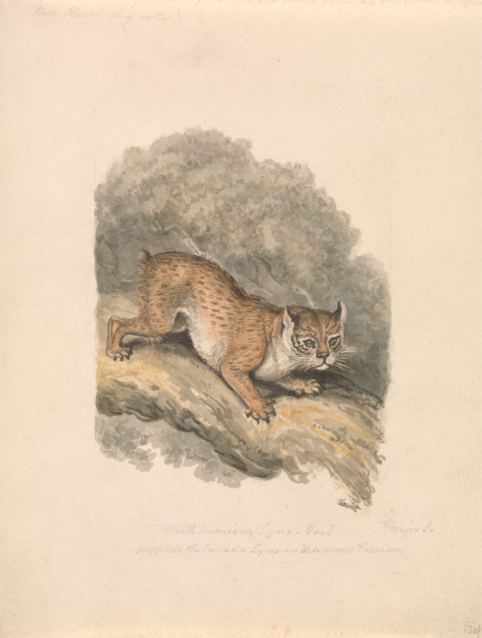 Nordamerikanischer Luchs von Samuel Howitt