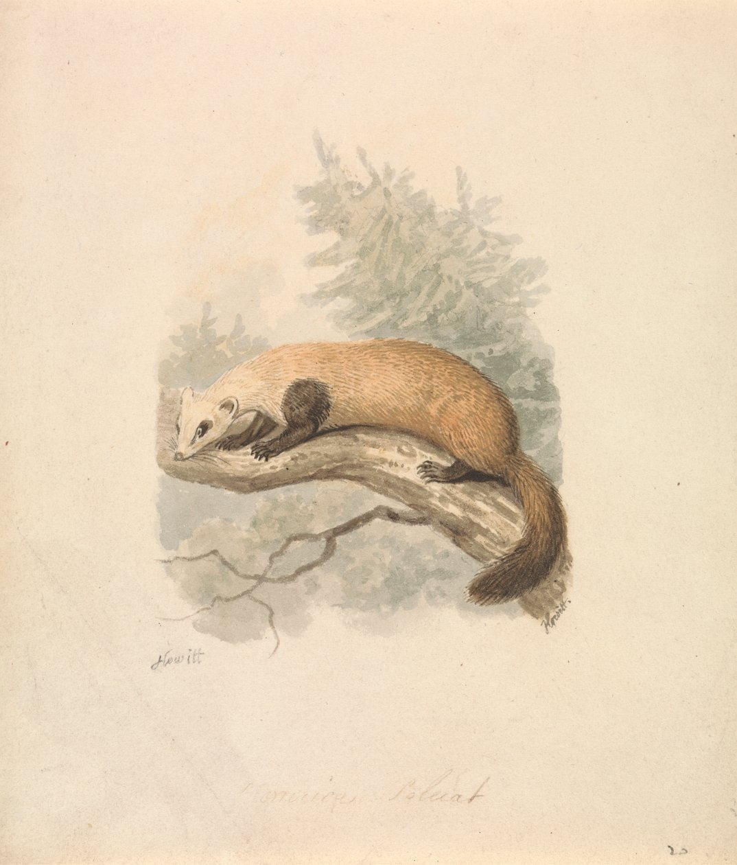 Iltis von Samuel Howitt