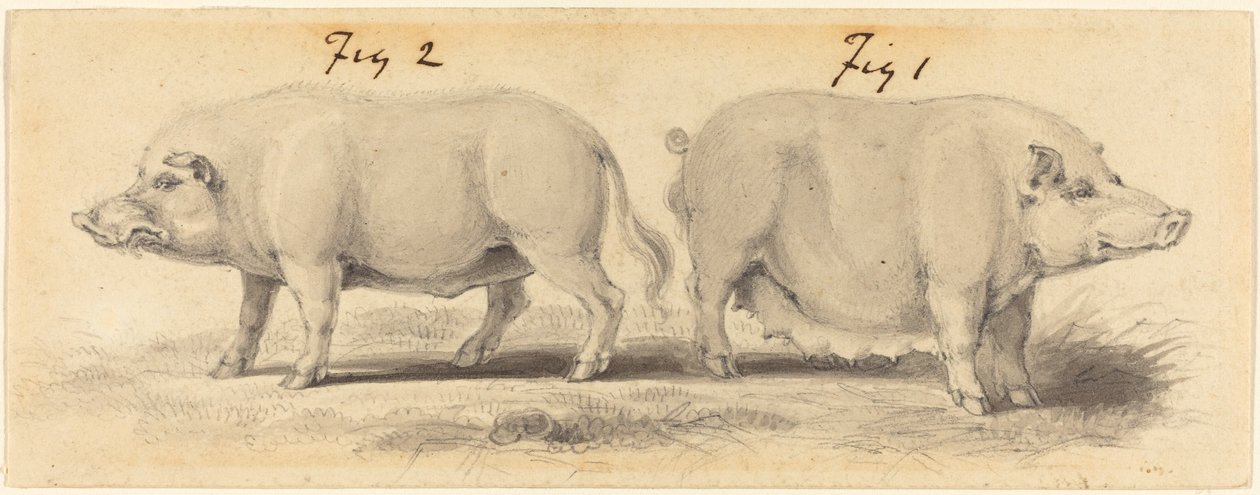 Zwei chinesische Schweine von Samuel Howitt
