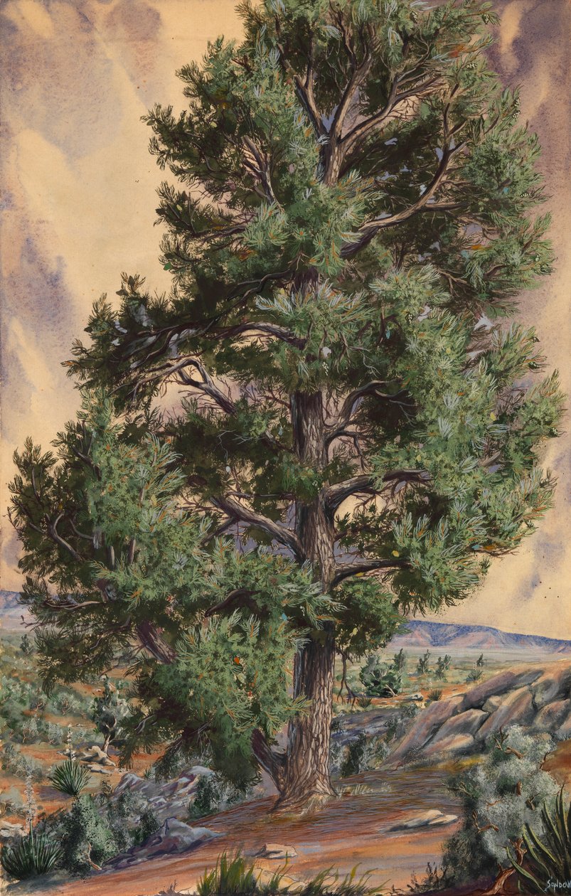 Kiefer, n.d. von Sandow