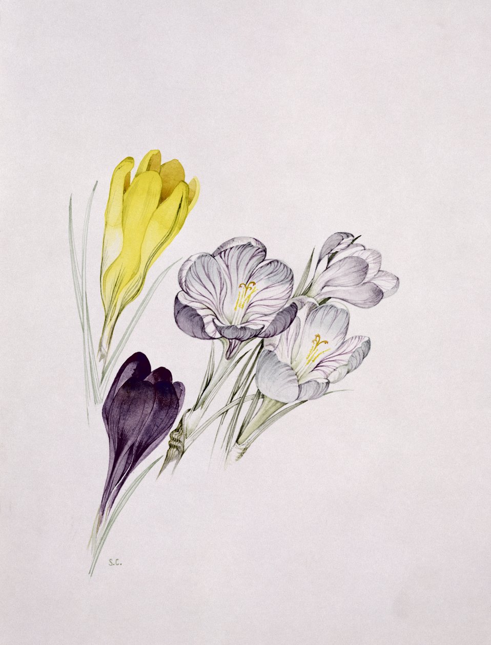 Krokus von Sarah Creswell