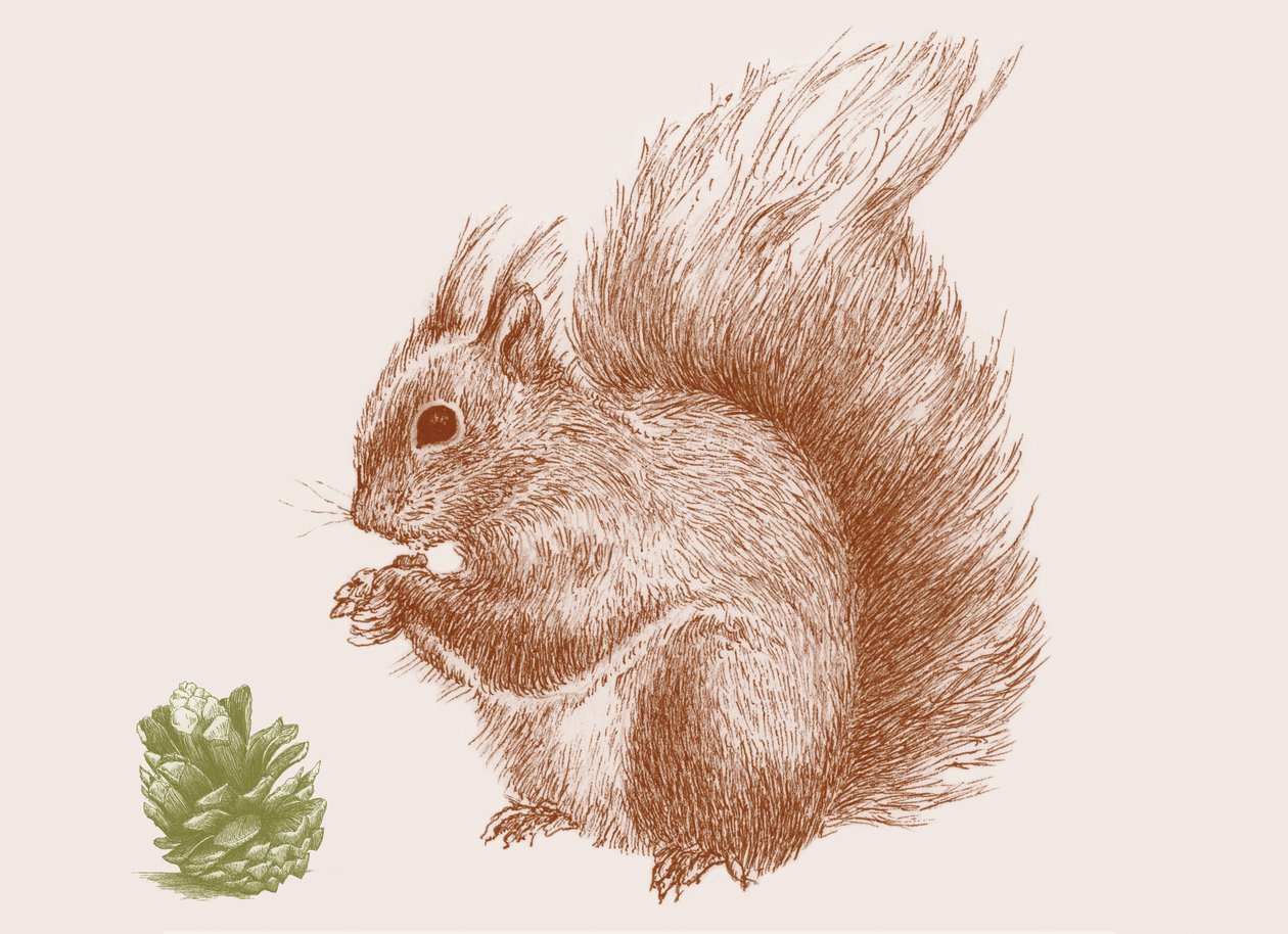 Eichhörnchen, 2017 von Sarah Hough