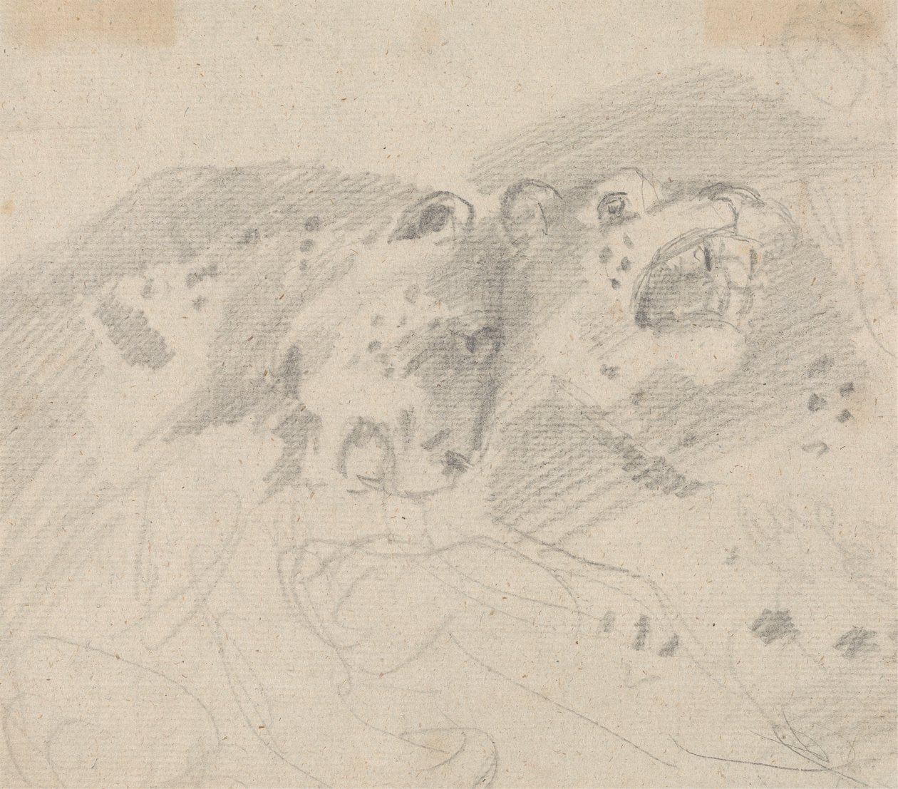 Zwei Leoparden von Sawrey Gilpin