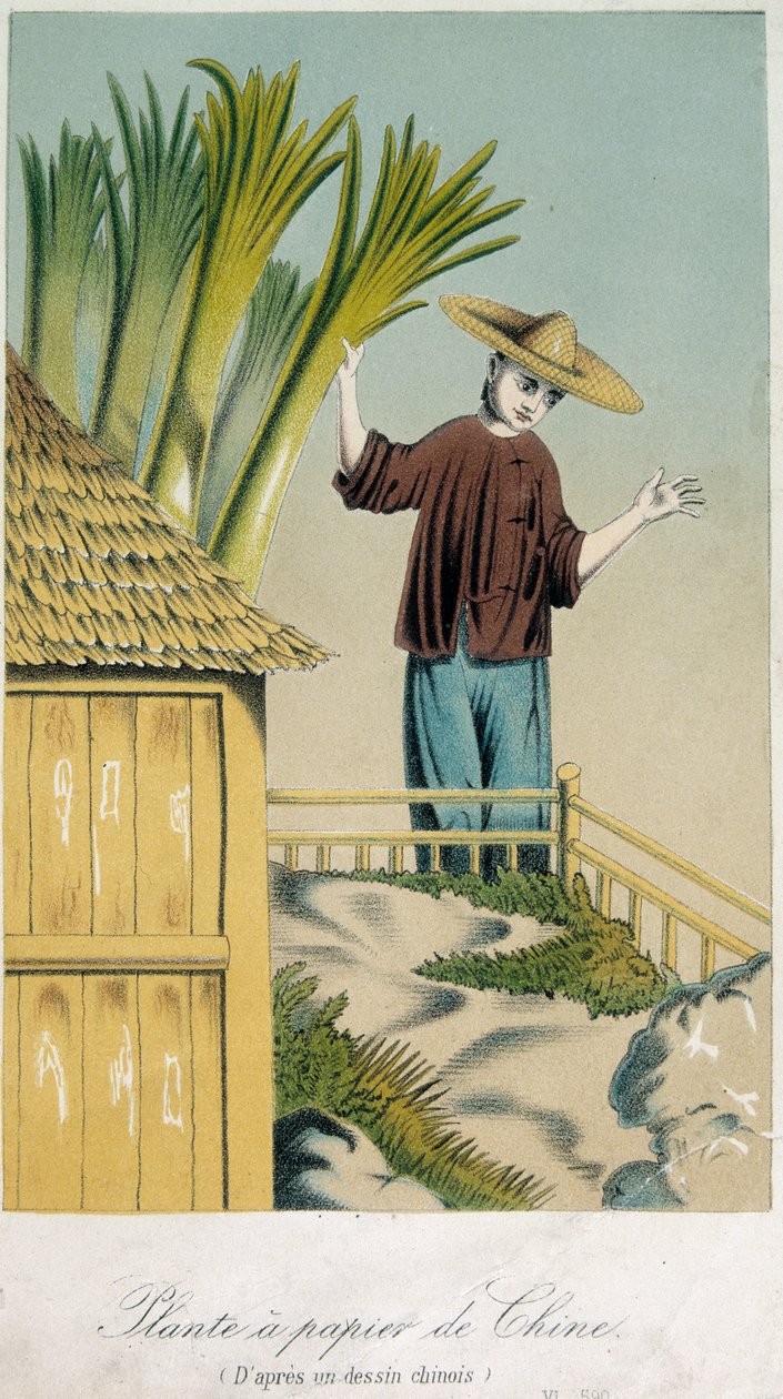 Papierpflanze aus China von School Chinese