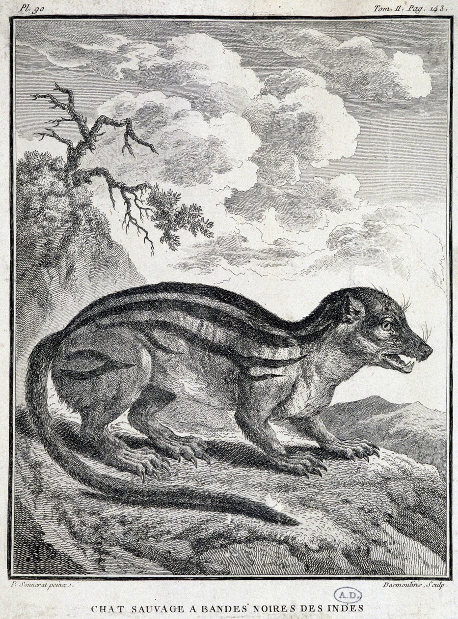 Indische Schwarzstreifen-Wildkatze von School French