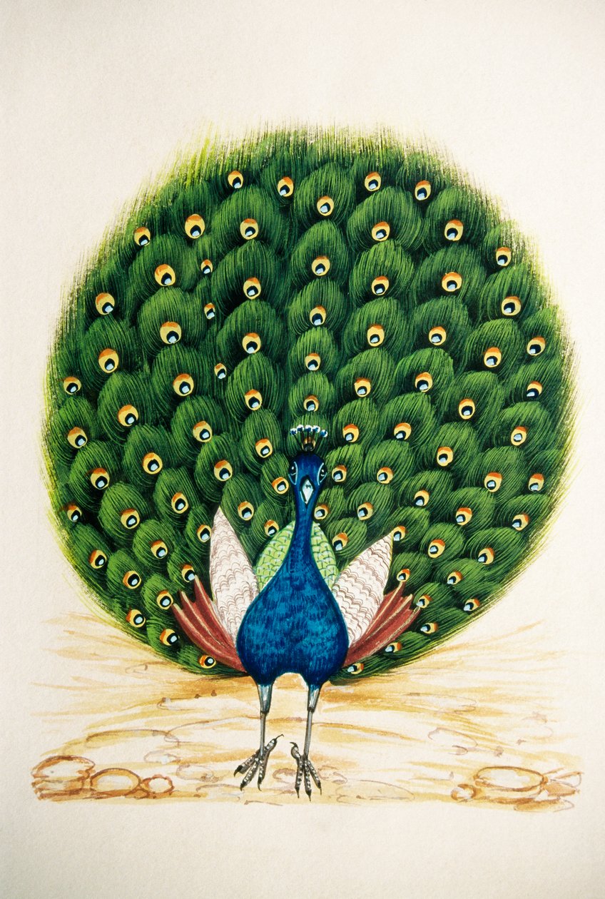 Miniaturmalerei auf Seide Pfau von School Indian