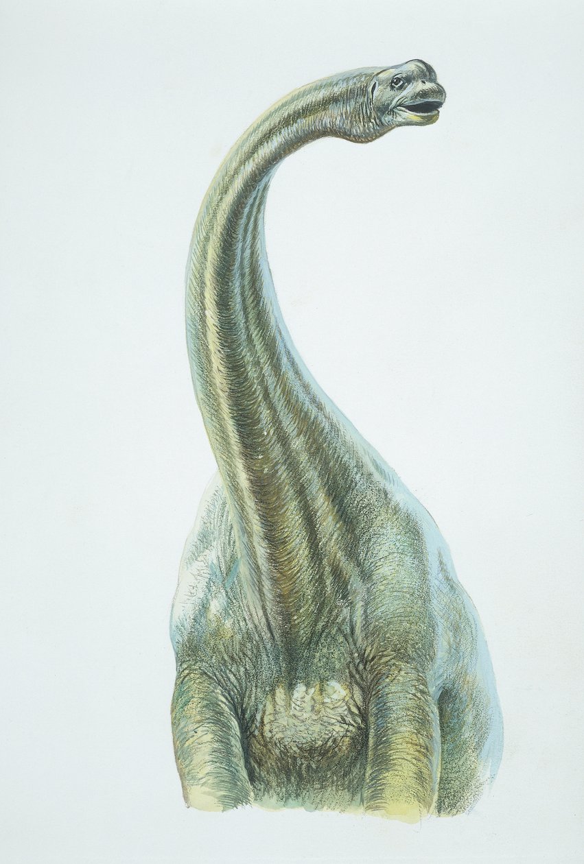 Brontosaurus, Jura-Periode von School Italian