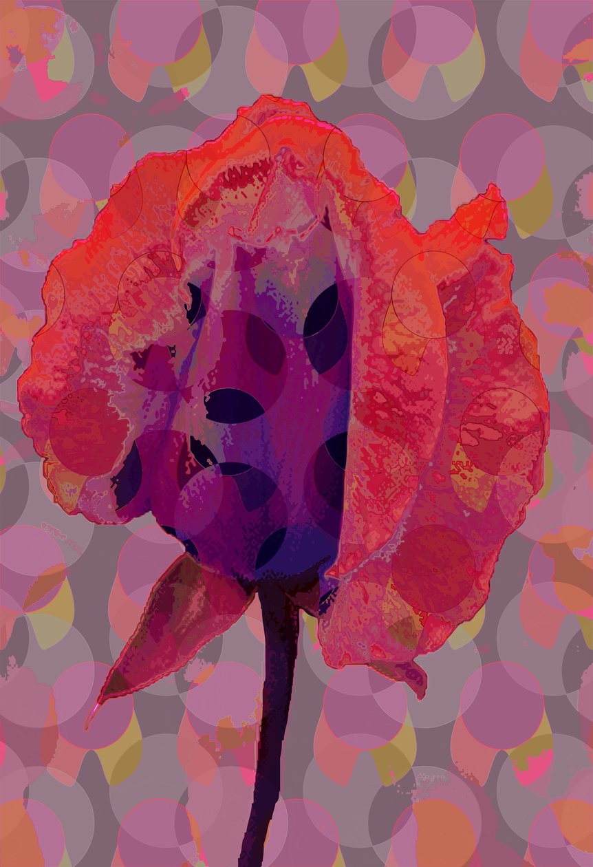 Teerose 3 von Scott J. Davis