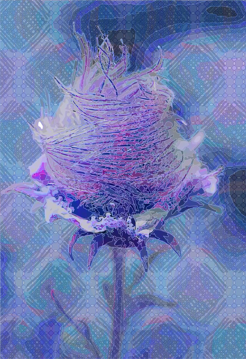 Nelkenwurz, 2019 von Scott J. Davis
